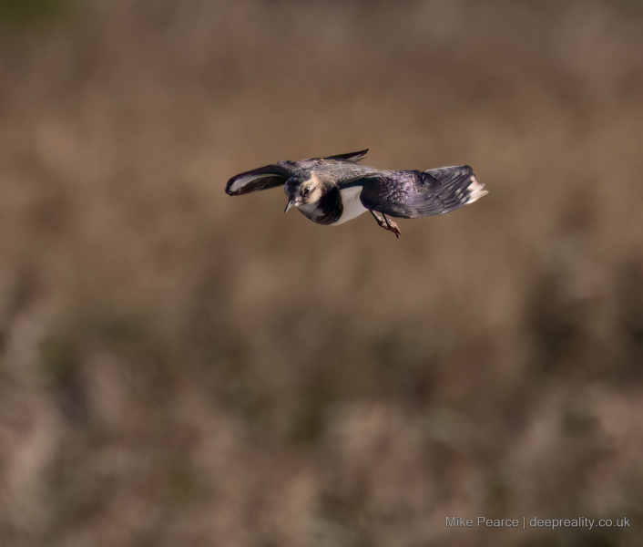 Lapwing / RSPB Ham Wall