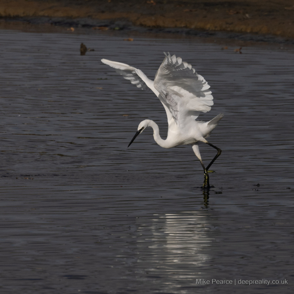 Little Egret / Seaton Wetlands
