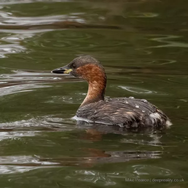 Little grebe, adult / Seaton Wetlands, Devon