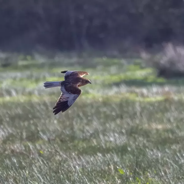 Marsh Harrier, male / SWT Catcott Lows