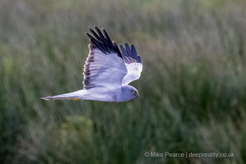 Hen Harrier