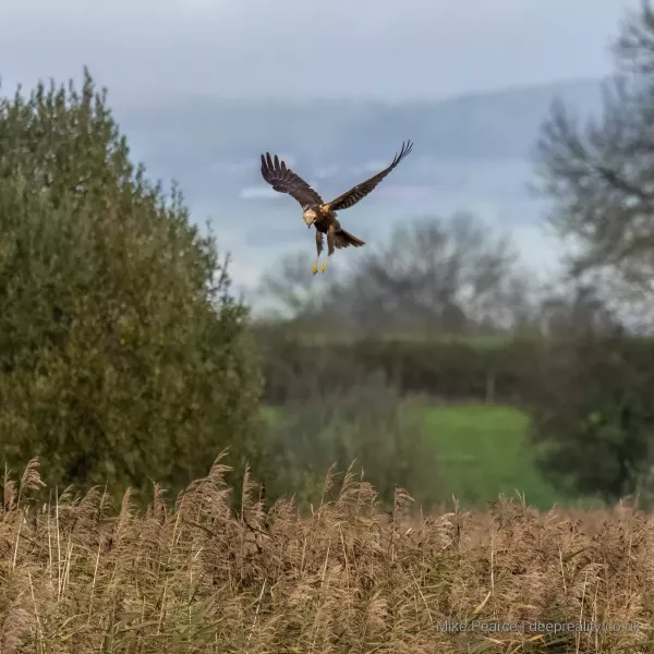Marsh Harrier, female / RSPB Ham Wall
