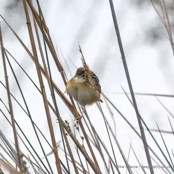 Zitting Cisticola (Fan-tailed Warbler)