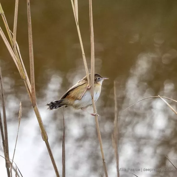 Zitting Cisticola (Fan-tailed Warbler)