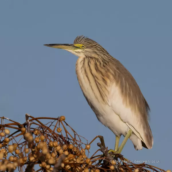 Squacco Heron, Ebro Delta