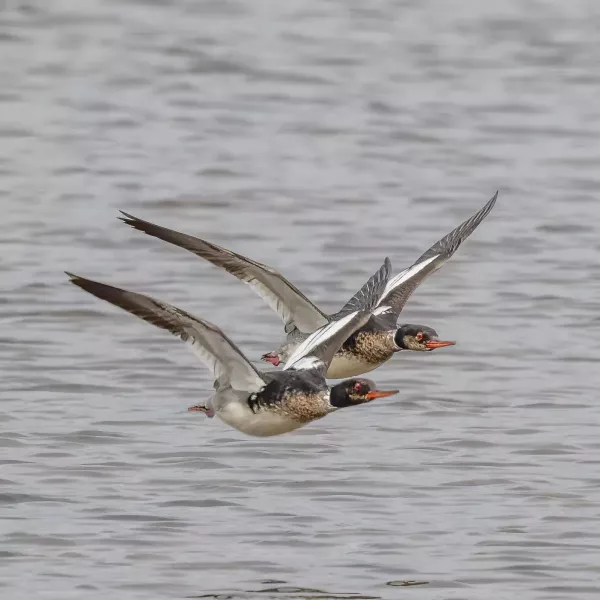 Red-breasted Merganser, female