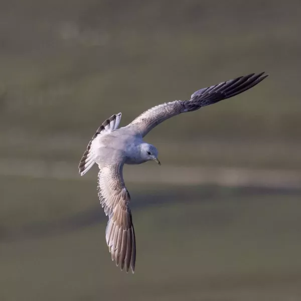 Gull