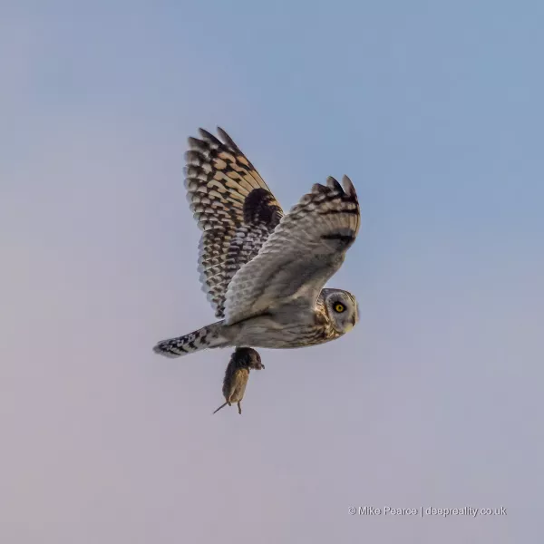 Short-eared Owl