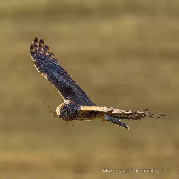 Hen Harrier, female
