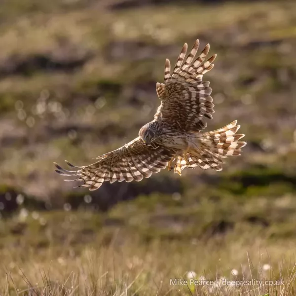 Hen Harrier, female