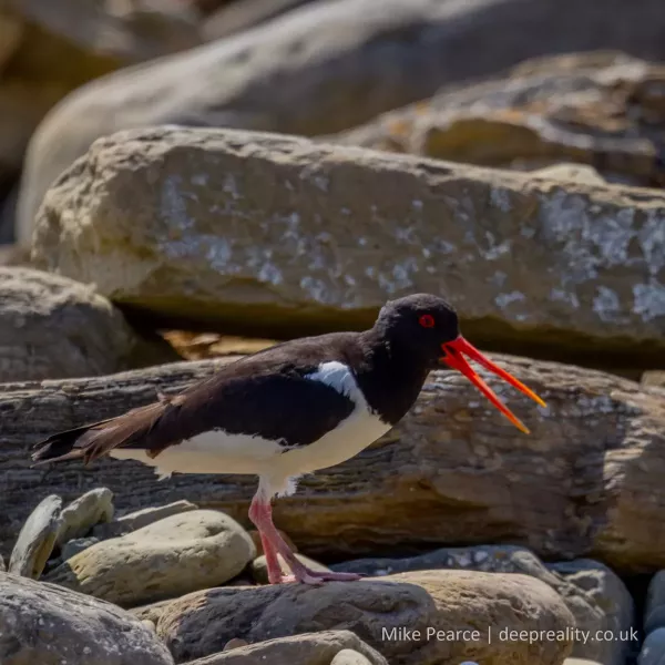 Oystercatcher