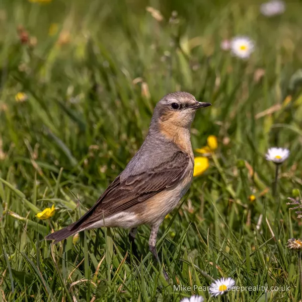 Wheatear