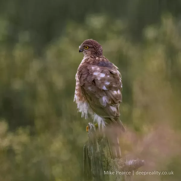 Sparrow Hawk, juvenile