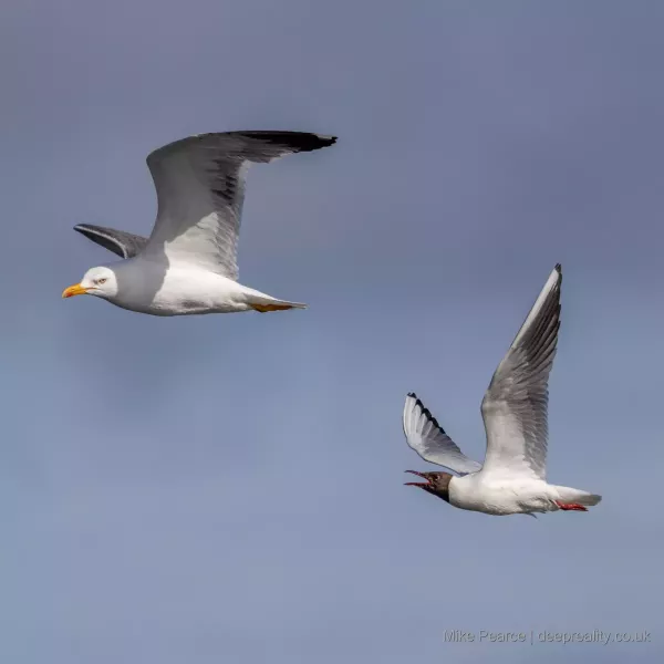 Black-headed Gull mobbing a Lesser Black-backed Gull, RSPB Loch Leven