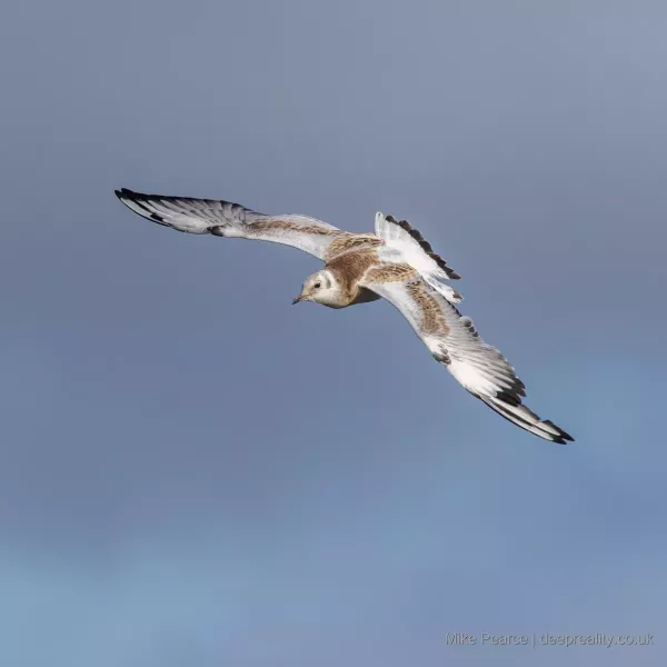 Black-headed, juvenile, RSPB Loch Leven
