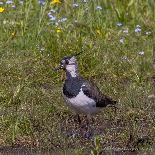 Lapwing, juvenile, RSPB Loch Leven