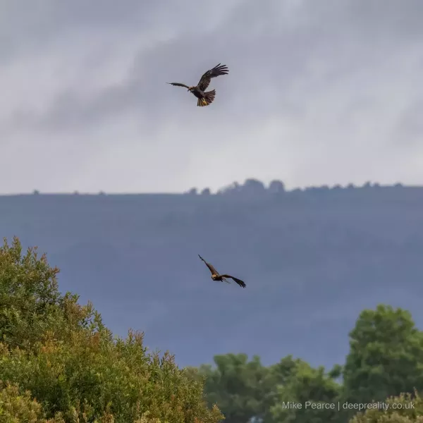 Marsh Harrier, juvenile & adult | RSPB Ham Wal
