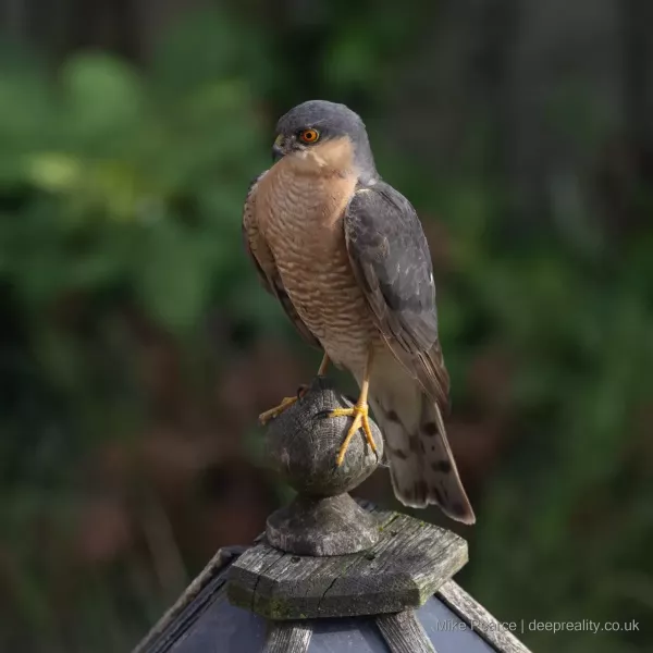 Sparrowhawk, male. Somerset, UK