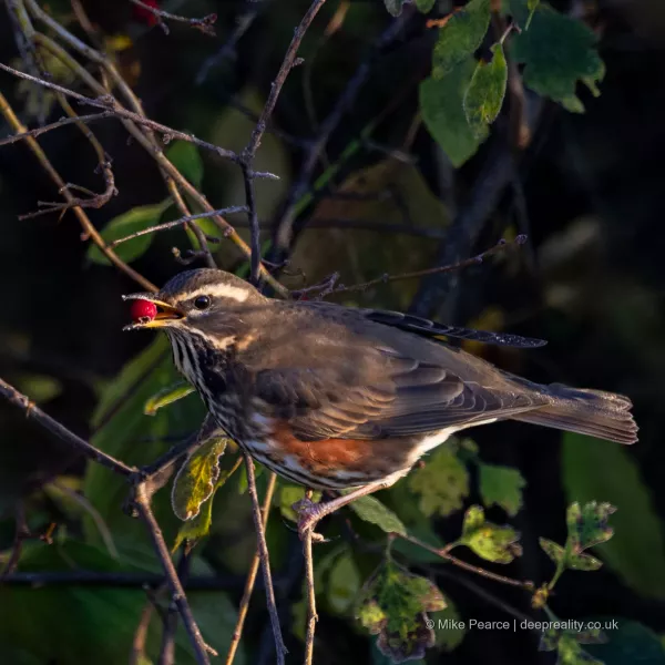 Redwing