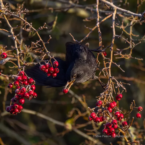 Blackbird, male.