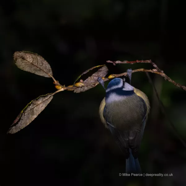 Bluetit