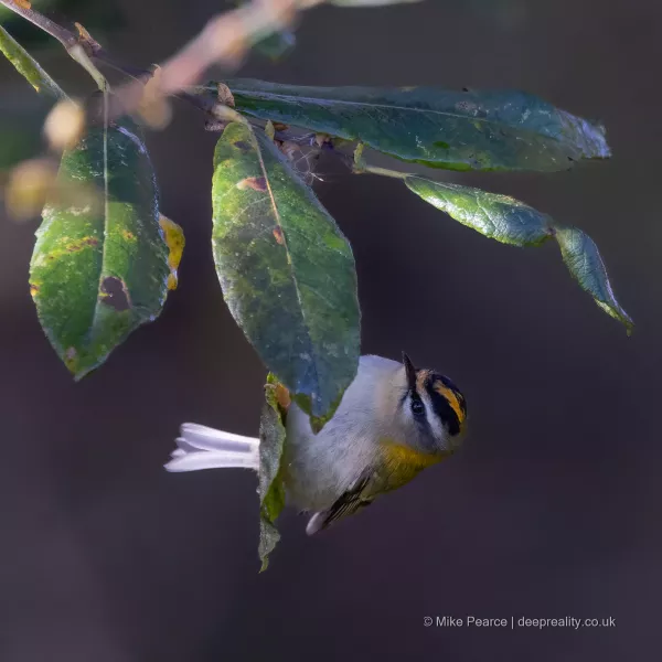 Firecrest