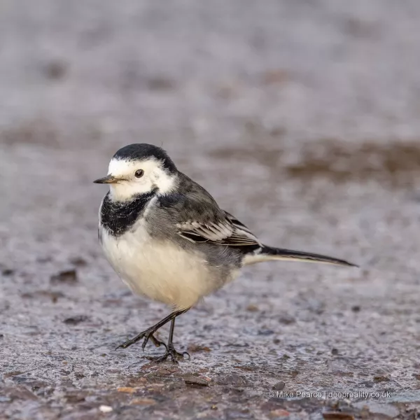 Pied Wagtail