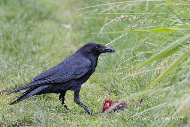 Carrion Crow