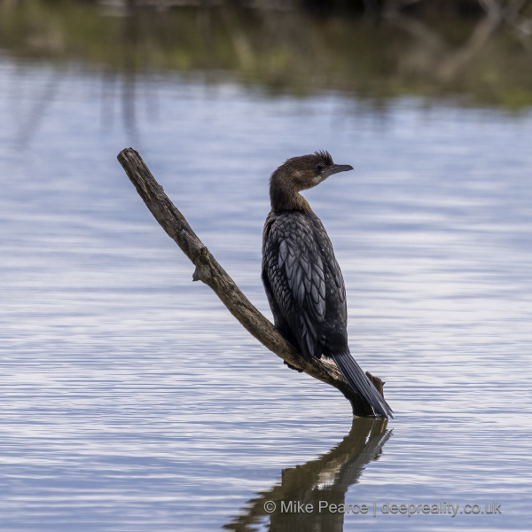Pygmy Cormorant
