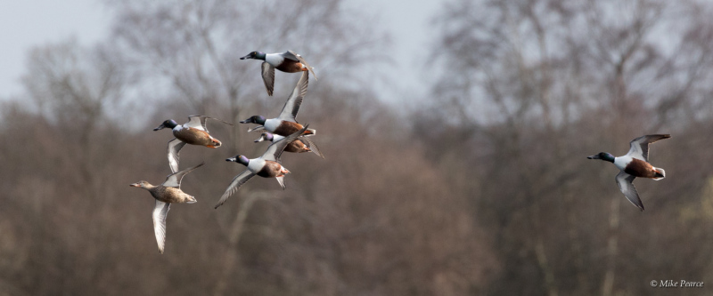 Shoveler, NE Shapwick Heath