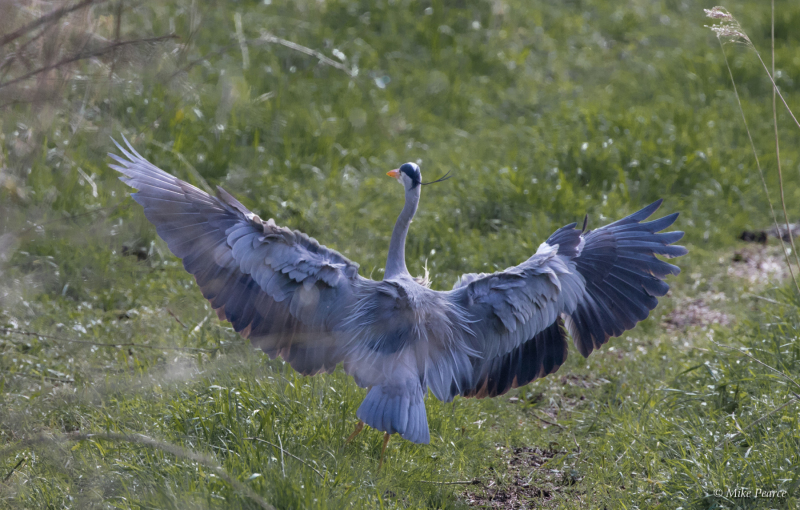 Grey Heron, RSPB Ham Wall