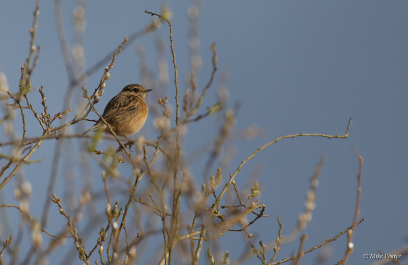 Stonechat, female