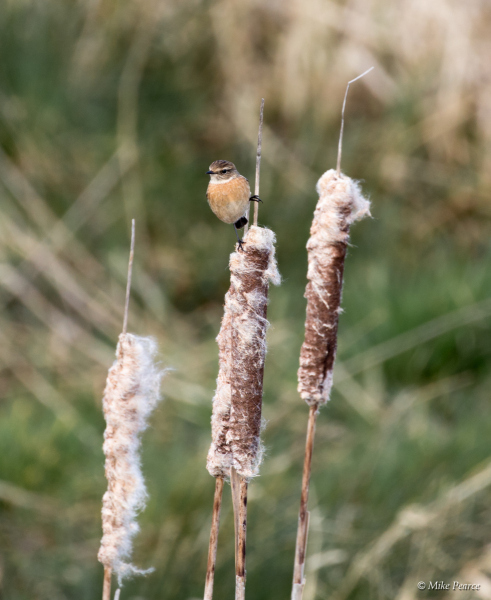 Stonechat, male