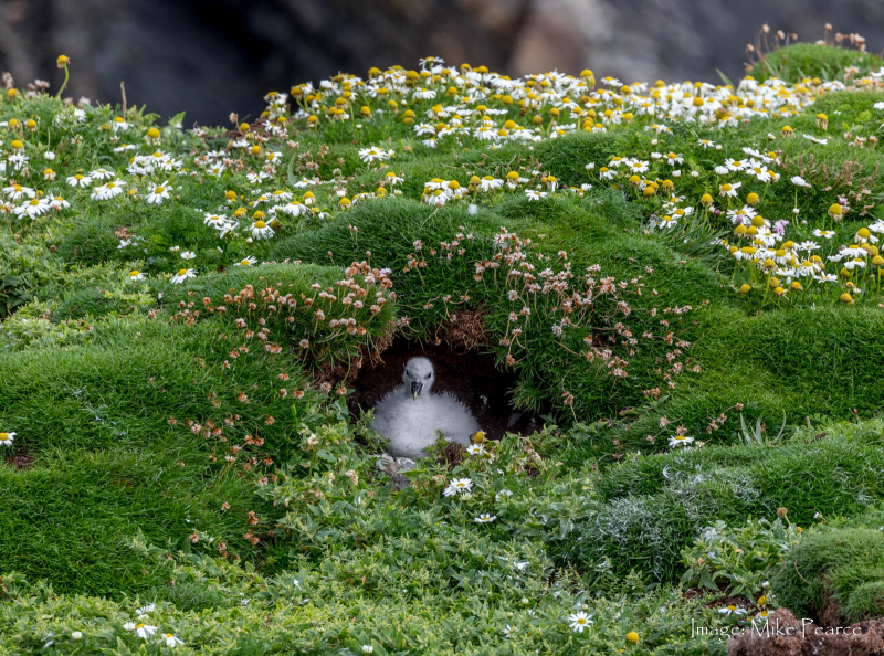 Fulmar Petrel, Isle of Lewis, Hebrides