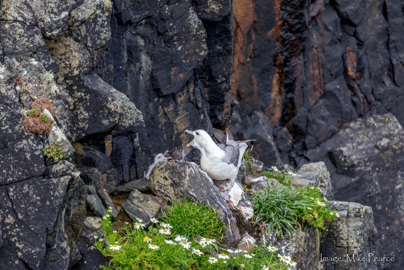 Fulmar Petrel, Isle of Lewis, Hebrides
