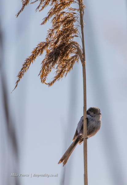 Long-tailed tit | RSPB Ham Wall