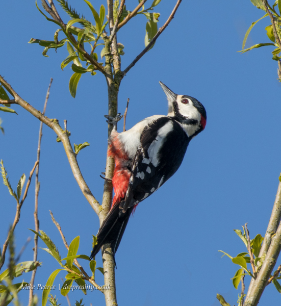 Great spotted woodpecker, male | RSPB Ham Wall