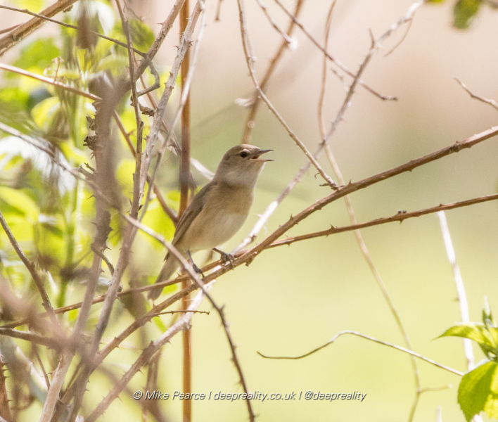 Garden Warbler | RSPB Ham Wall