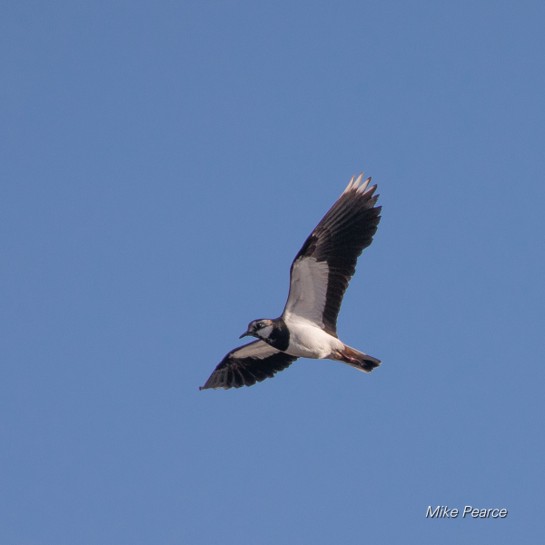 Lapwing | RSPB Ham Wall