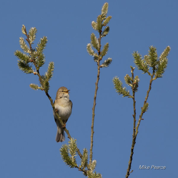 Willow warbler | RSPB Ham Wall