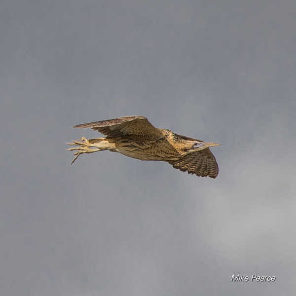 Bittern | RSPB Ham Wall