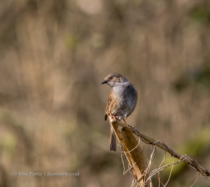 Dunnock | RSPB Ham Wall