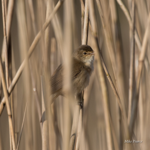 Reed warbler | RSPB Ham Wall