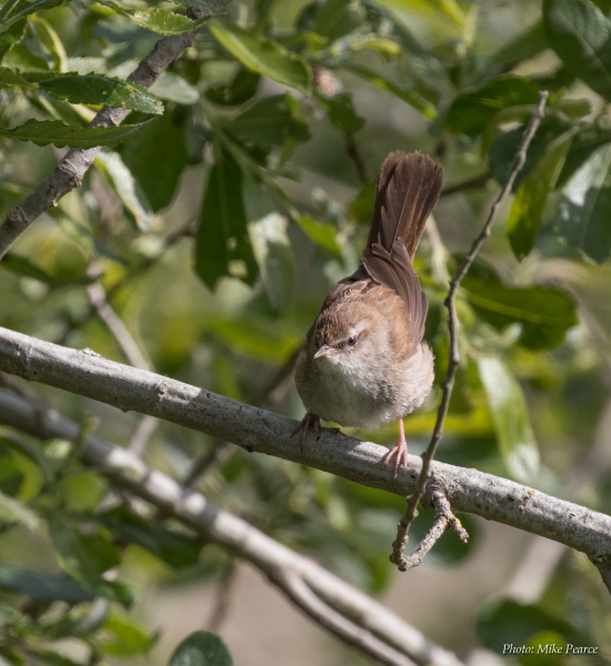 Cetti's Warbler, RSPB Ham Wall