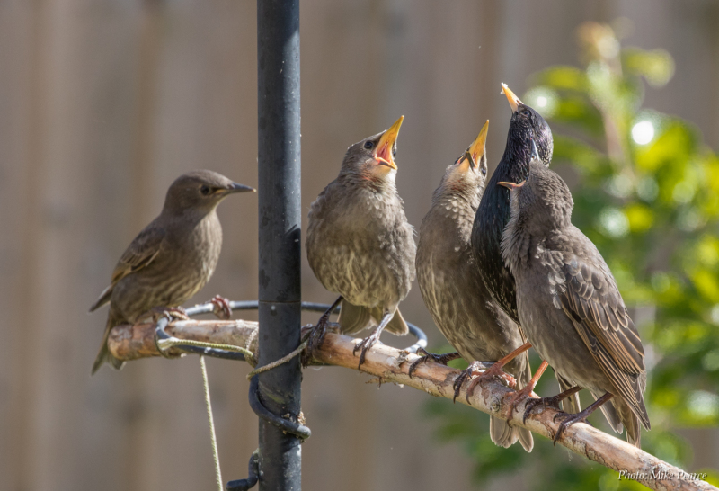 Starling, adult feeding juveniles