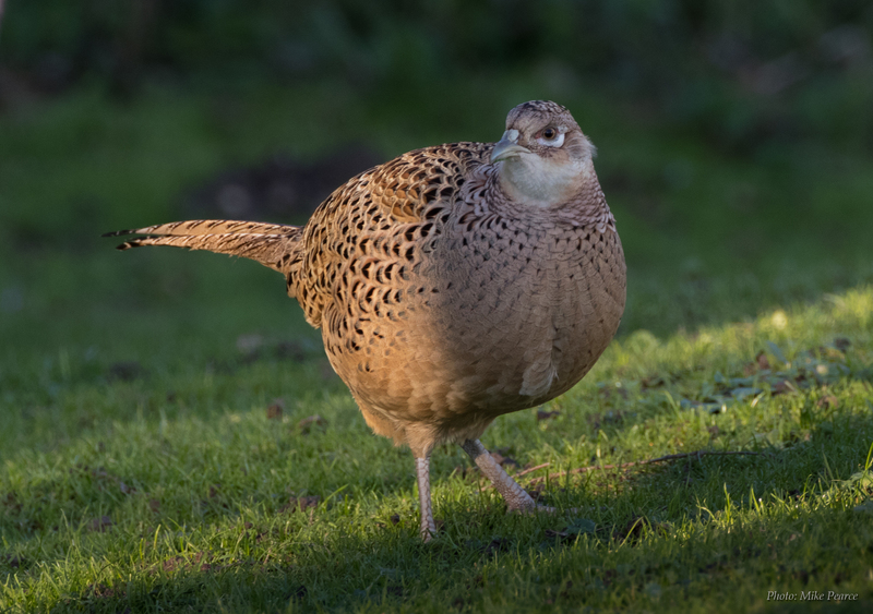 Pheasant, female