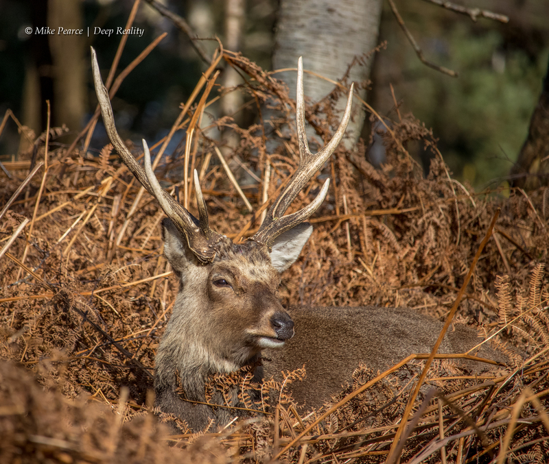 Sika Deer Stag | RSPB Arne