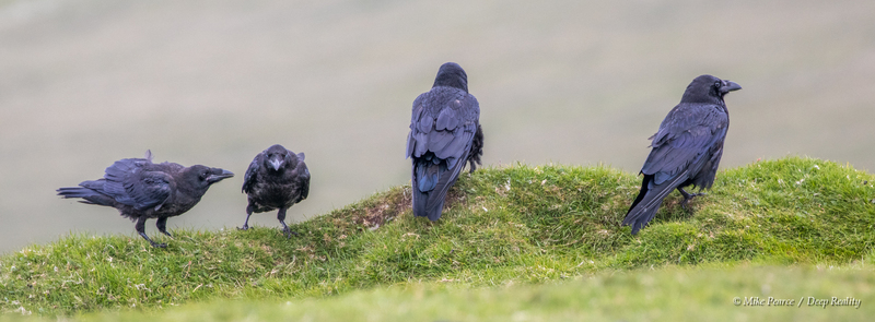 Raven family - 2 adults and 2 juveniles