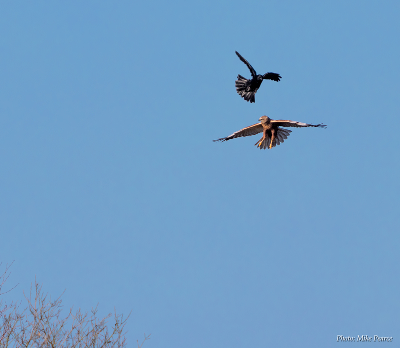 Marsh Harrier & Carrion Crow