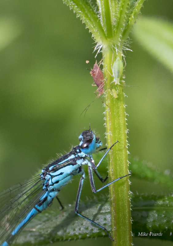 Azure Danselfly with Aphids